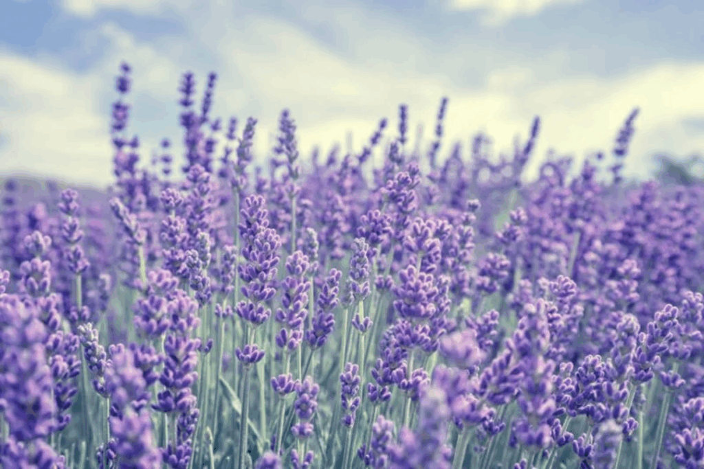 Lavender